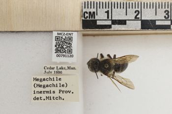 Media type: image;   Entomology 791120 Aspect: Labels